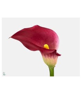 Calla Pink Jewel 65 cm