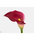 Calla Pink Jewel 65 cm