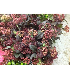 Physocarpus Diabolo 100 cm