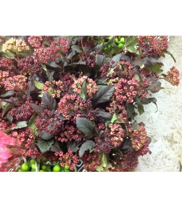 Physocarpus Diabolo 60 cm