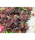 Physocarpus Diabolo 100 cm