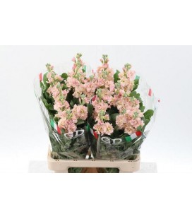 Giroflée Phantom Apricot 70 cm