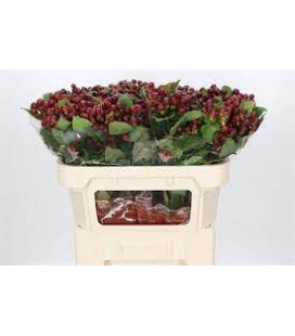 Hypericum Mag Cherry 70 cm