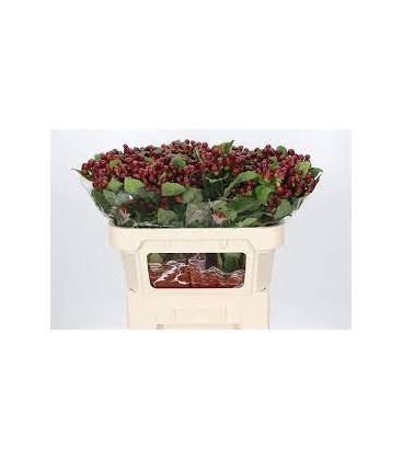 Hypericum Mag Cherry 70 cm