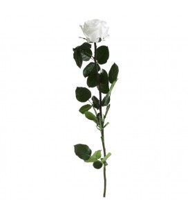 Rose Stab Ø 4.5/6  h 55cm Blanc