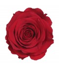 Rose Stab Ø 4.5/6  h 55cm Rouge