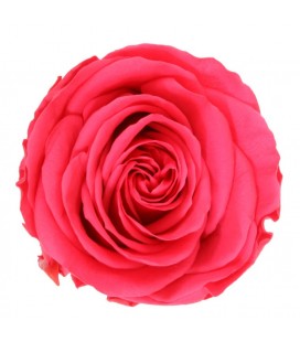 Rose Stab Ø 4.5/6 h 55cm Rose Foncé