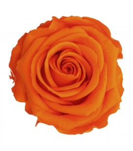 Rose Stab Ø 4.5/6  h 55cm Orange