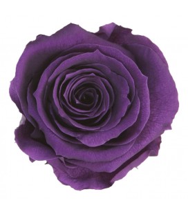 Rose Stab Ø 4.5/6  h 55cm Violet
