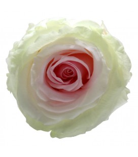 Rose Stab Premium 4 tetes Tricolore