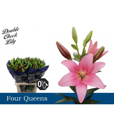 Lys Four Queens 
