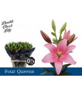 Lys Four Queens 