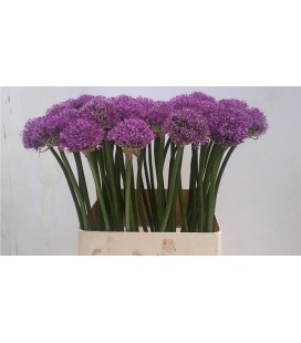 Allium Gladiator 85 cm