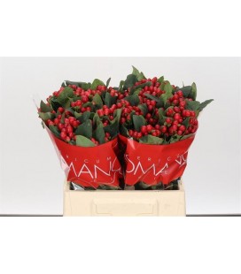 Hypericum True Romance 60 cm