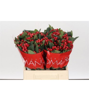 Hypericum True Romance 40 cm