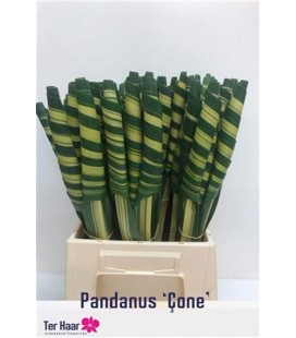 Pandamus Enroulé 