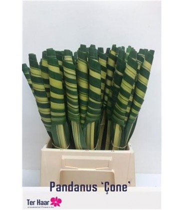 Pandamus Enroulé 