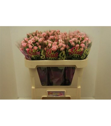 Rose Branchue Odilia 70 cm