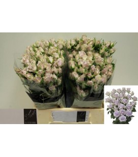 Rose Branchue Sylver Shadow 40 cm