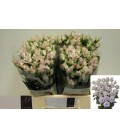 Rose Branchue Sylver Shadow 40 cm