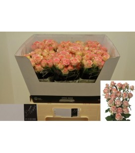 Rose Branchue Azore 60 cm