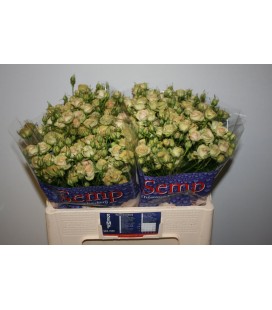 Rose Branchue Romantic Pepite 50 cm