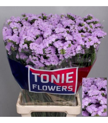 Statice Atla Sun Birds 80 cm