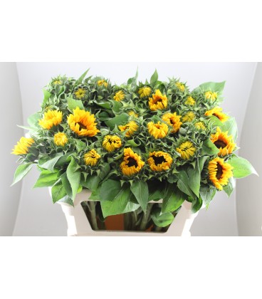 Tournesol Sunrich 80 cm