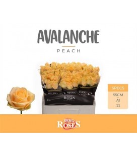 Rose Avalanche Peach 55 cm