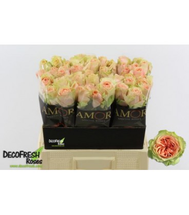 Rose Gravity 60 cm