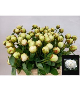 Pivoine Bowl of cream 60 cm 