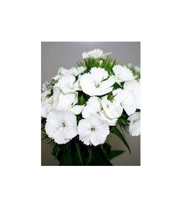 Oeillet de poete blanc 45 cm