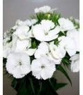 Oeillet de poete blanc 45 cm