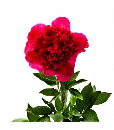Pivoine Com performan 60 cm