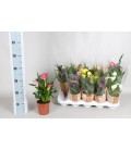 Calla mix pot de 13