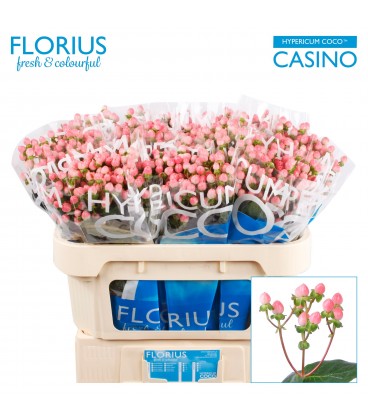 Hypericum Coco Casino 70 cm