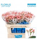 Hypericum Coco Casino 70 cm