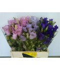 Campanule Medium Mix