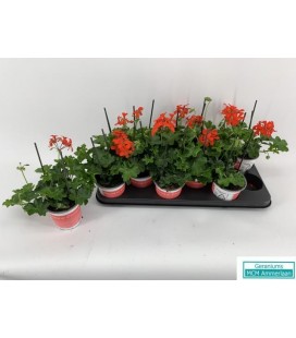 Geranium rois des balcons 10.5