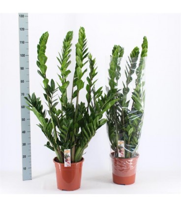 Zamioculcas Ø24 h 100
