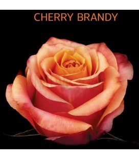 Rose Equateur Cherry Brandy 50 cm