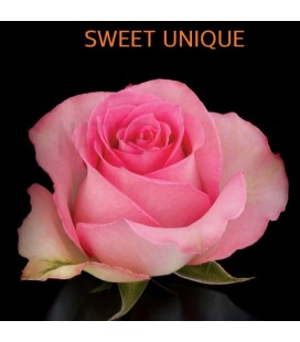 Rose Equateur Sweet Unique 50 cm