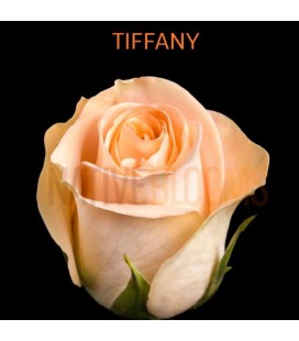 Rose Equateur Tiffany 50 cm x 25