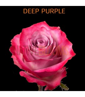 Rose Equateur Deep Purple 50 cm