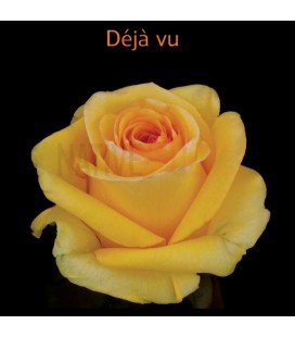 Rose Equateur Deja Vu 50 cm x 25