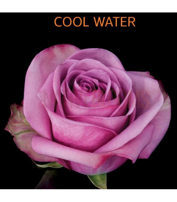 Rose Equat Cool Water 50 cm x 25