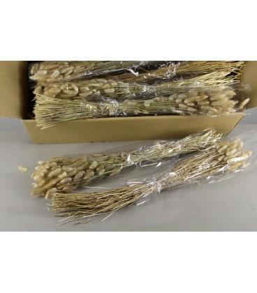 Lagurus naturel botte 100g 70 cm