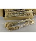 Lagurus naturel botte 100g 70 cm