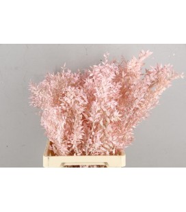 Ruscus 70 cm la botte Light Pink