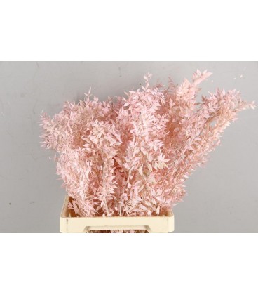 Ruscus 70 cm la botte Light Pink